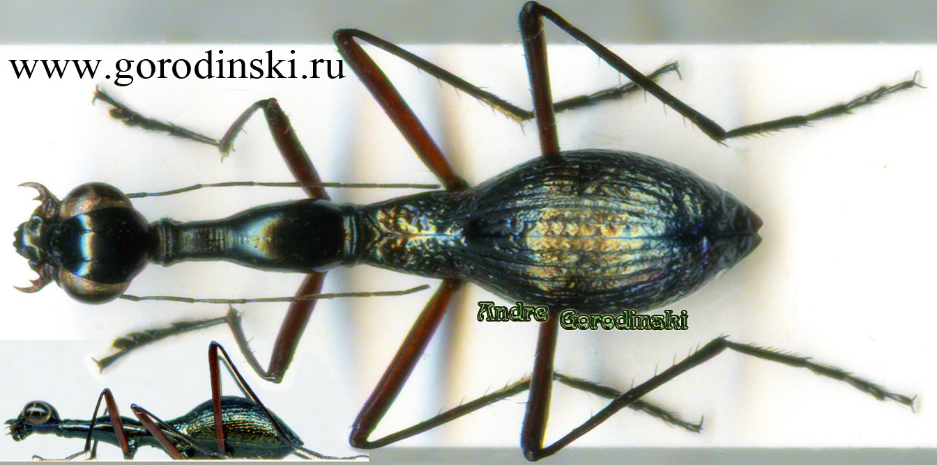 http://www.gorodinski.ru/cicindela/Derocrania longesulcata.jpg